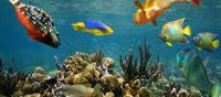 San Andr�s