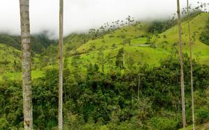 Armenia, Colombia