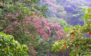 Caracas