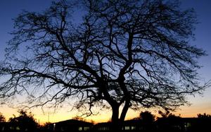 Arbol