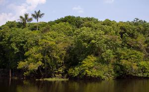 Manaus