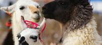 Tarapac�