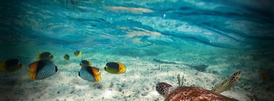 Hoteles en Playa del Carmen