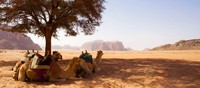 Lawrence de Arabia