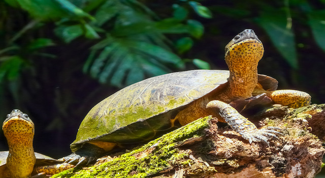 ANTICIPAT 337544 Bosques M�sticos de Costa Rica 3