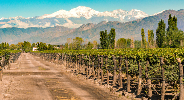 Mendoza con Tour de Vi�edos 3