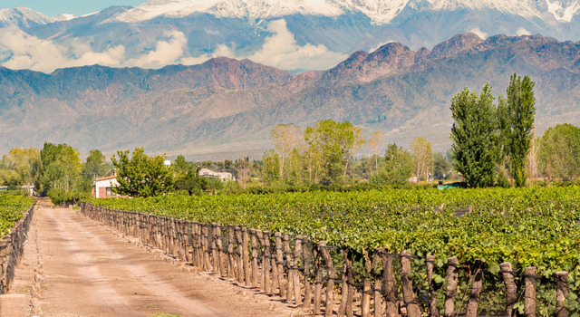 Mendoza con Tour de Vi�edos 4