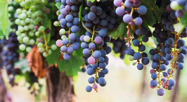 Mendoza con Tour de Vi�edos 5