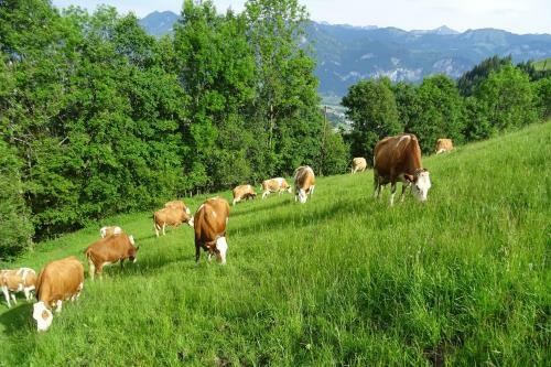 Agroturismo Bio- Erlebnis-bauernhof-thonnerhof