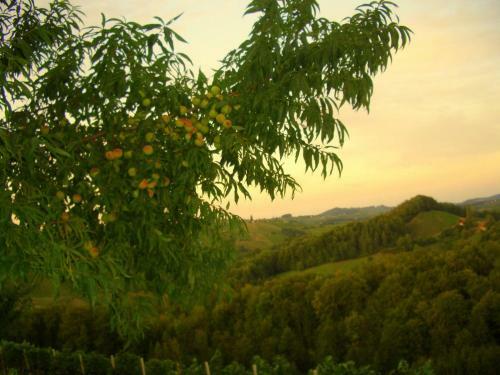 Apartamento Weingut- G�stezimmer Marko
