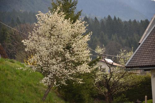 Bed & Breakfast Pension Zum Schreiner