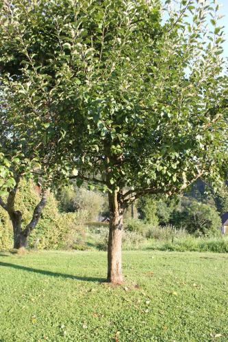 Apartamento Buchreiter Sonnenh�gel Jaga Stub'n