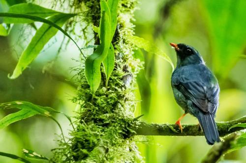 Hotel Jaguarundi Lodge - Monteverde