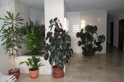 Apartamento Sirena