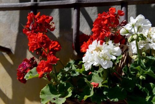 Hostal Locanda Giolica