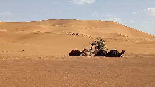 Night Desert Camp
