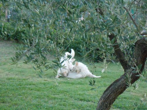 Agroturismo Amedea Tuscany Country Experience