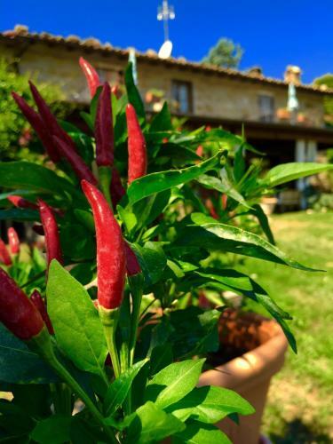 Agroturismo Agriturismo Poggio Paradiso