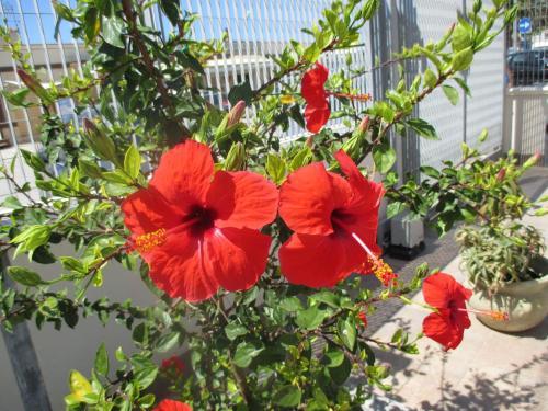 Apartamento Villa Silvestro