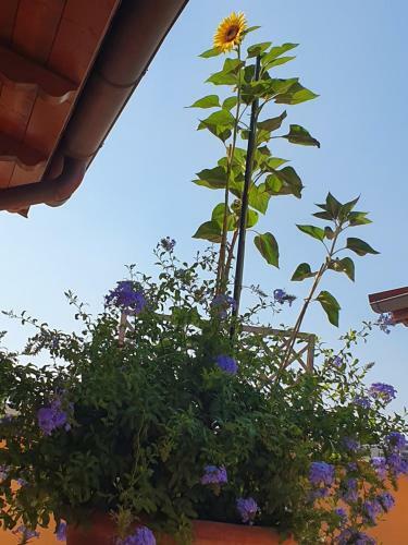 Apartamento La Terrazza Di Castiglione