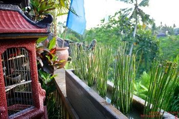 Hotel Capung Sakti Villas � By Fair Future Foundation