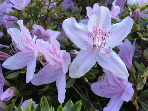 Bed & Breakfast Stang Roz House