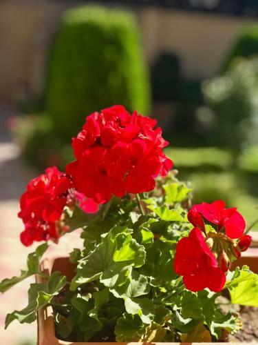Villa Almond Luxury