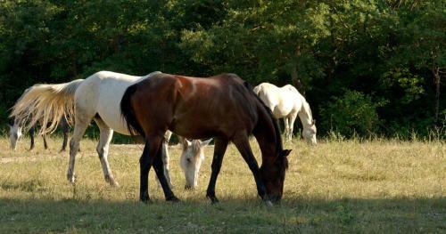 Agroturismo Il Felcino