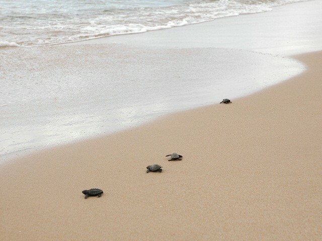 Hotel Iberostar Bahia