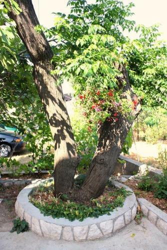 Apartments By The Sea Barbat (rab) - 5005