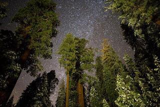 Hotel John Muir Lodge - Kings Canyon