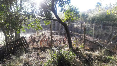 Casas Del Campo Los Arces