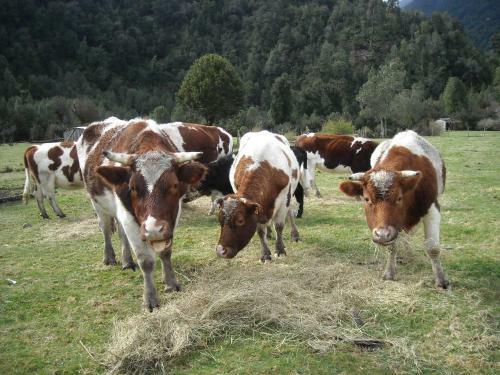 Agroturismo Caba�a Raices Del Monte