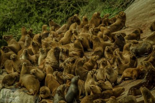 Lodge Caba�as Y Turismo Lahuan