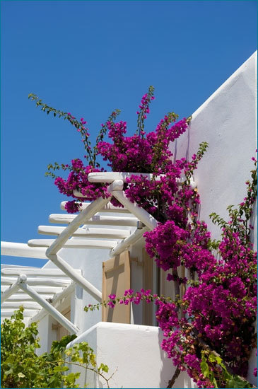 Hotel Vanilla