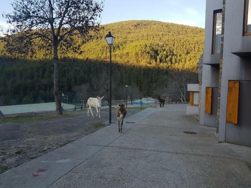 Apartamentos De Is�n