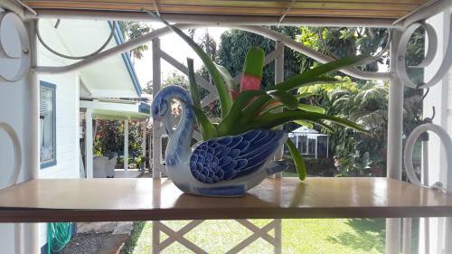 Anthurium Hale