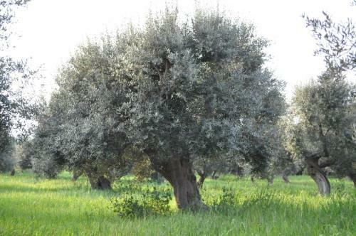 Agroturismo Masseria Costanza