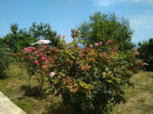 Villa Trabzon Akcakale Palace