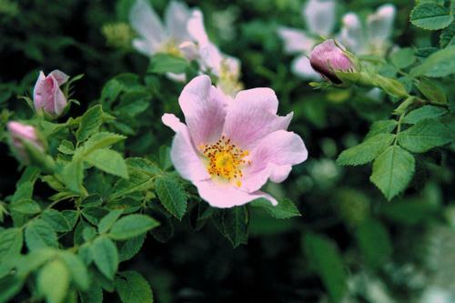 Ferienhaus Heckenrose Im Land Fleesensee