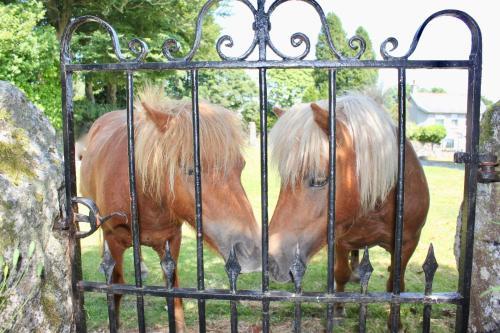 Bed & Breakfast Dartmoor House B & B