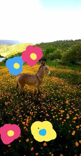 Agroturismo Rancho Cottage Cuernavaca