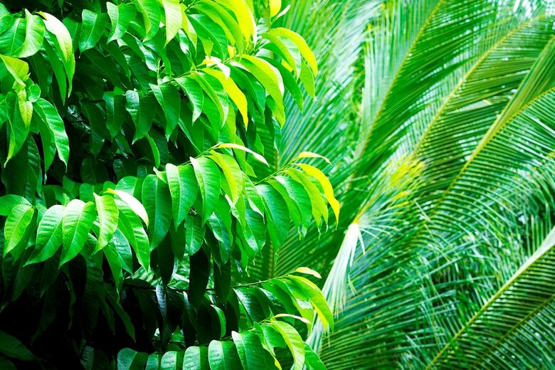 Hotel Romana Resort & Spa