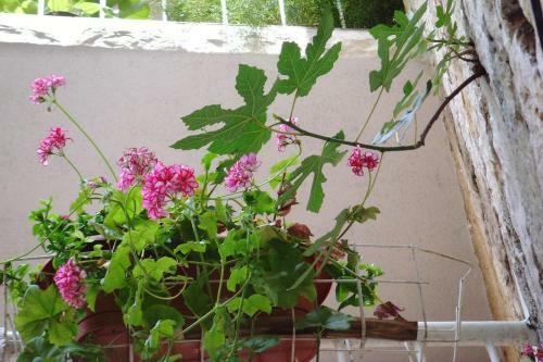 Seaside Holiday House Rogoznica - 5258