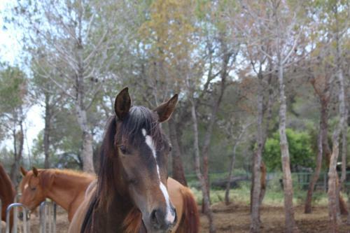 Rocaplana Club De Campo