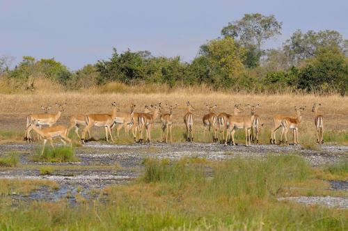 Lodge Zikomo Safari