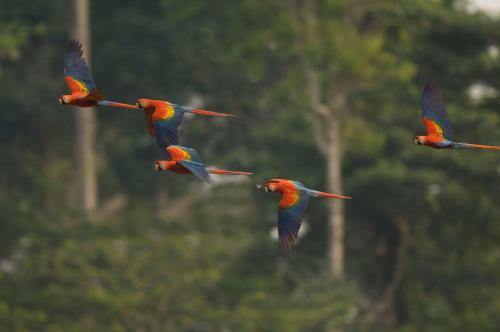 Lodge Tambopata Research Center