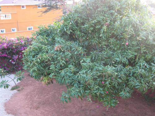 Bed & Breakfast Amour S�n�gal