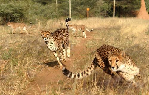 Hostal Babson House At Cheetah Conservation Fund