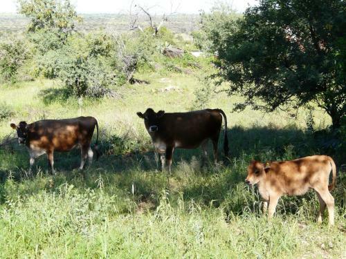 Eagle Rock Guest-farm And Business Lodge